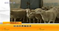 羊养殖技术视频合集-CCTV7农广天地_致富经_科技苑羊养殖技术视频合集