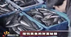 如何养殖黑鱼_黑鱼养殖技术视频合集（5讲）